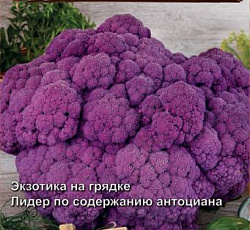 Капуста цветная Мечта огородника