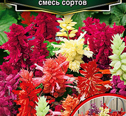 Сальвия Сверкающая Редди карликовая (смесь сортов)