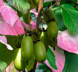 Актинидия (коломикта) - Доктор Шимановски