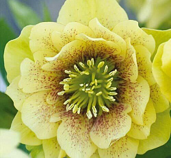 Морозник (восточный) - Голден Дискавери (Люкс)