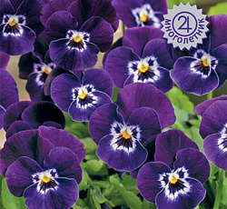 Фиалка рогатая Эдмаер Дип Парпл Фэйс