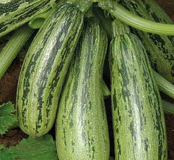 Кабачок Удалой (цуккини)