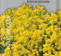Алиссум скальный Золотая россыпь