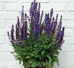 Шалфей пышный Фиолетовый