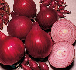 Лук-севок Кармен МС