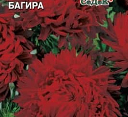 Астра Багира (пионовидная)