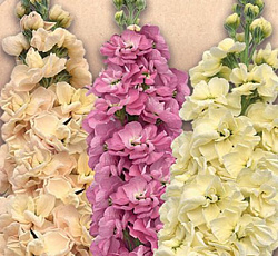 Маттиола Галерея Левитан