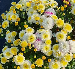 Хризантема (корейская) - Снегурочка