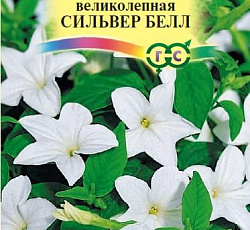 Броваллия великолепная Сильвер Белл