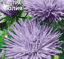 Астра Юлия (игольчатая)