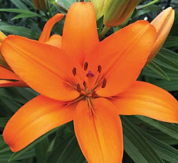 Лилия (азиатская) - Калурозо