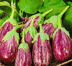 Баклажан Матросик