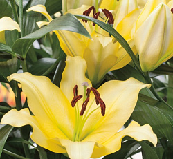 Лилия (ОТ-гибрид) - Аутбек