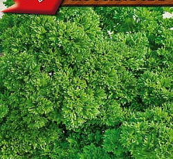 Петрушка кудрявая Мооскраузе 2