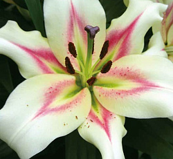 Лилия (ОТ-гибрид) - Бонбини