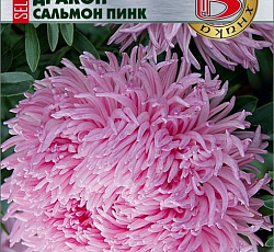 Астра китайская Дракон селект Сальмон Пинк