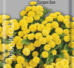 Хризантема (пижма) Девичья Голден бол