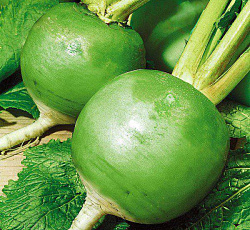 Редька Маргеланская