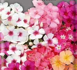 Флокс друммонда Сесилия