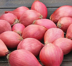 Лук-севок Шалот розовый (Россия)