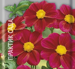 Георгина Мигнон пурпурная (низкорослая)