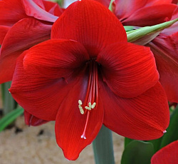 Амариллис (простой) - Премьер (Люкс)