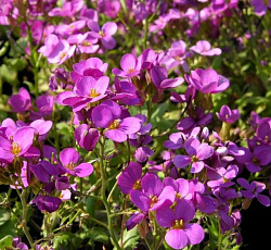 Арабис альпийский (резуха) Розовый