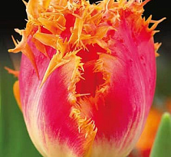 Тюльпан (Бахромчатый) - Реал Тайм