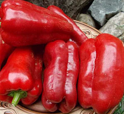 Перец сладкий Подарок Молдовы