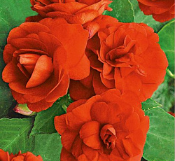 Бальзамин Уоллера Искушение оранжевое F1