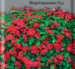 Катарантус ампельный Медитерранеан Ред