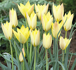 Тюльпан (Ботанический) - Хонки Тонк