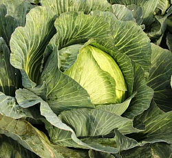 Капуста белокочанная Зимовка 1474