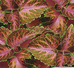 Колеус блюме визард Коралловый восход