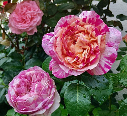 Роза (плетистая) - Жюли Андрие