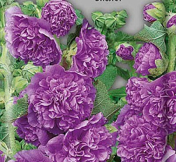 Шток-роза Виолет