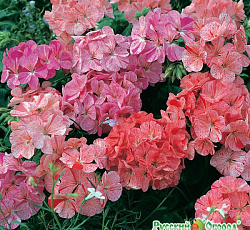 Пеларгония Райпл F1