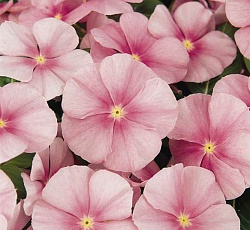 Катарантус Пацифика Розовый лед