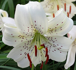 Лилия (азиатская) - Уайт Твинкл