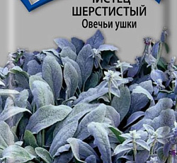 Чистец шерстистый Овечьи ушки