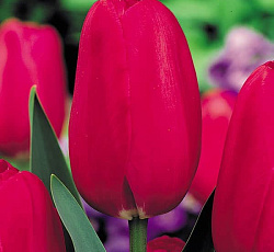 Тюльпан (Российский Гигант) - Александр Невский