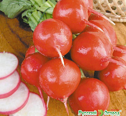 Редис ЧупаЧупс