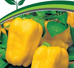 Перец сладкий Гороспел F1