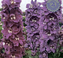 Дельфиниум высокий Мэджик Фонтэйнс Черри Блоссом Вайт Би