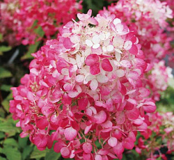 Гортензия (метельчатая) - Даймонд Руж (Люкс)