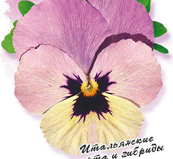 Виола Пандора Английская Роза F1