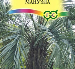 Бутия головчатая Мануэла