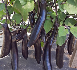 Баклажан Король рынка F1