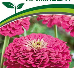 Цинния георгиновидная "Сочные тропики" F1 Примавера