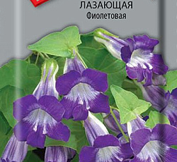 Азарина лазающая Фиолетовая